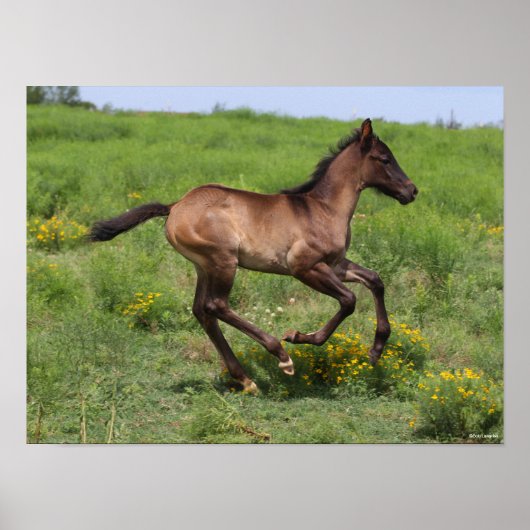 Bob Langrish | Quarter Horse Foal Running ポスター (正面)