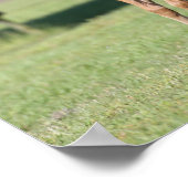 Bob Langrish | Quarter horse Foals Together ポスター (角)