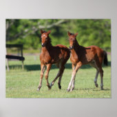 Bob Langrish | Quarter horse Foals Together ポスター (正面)