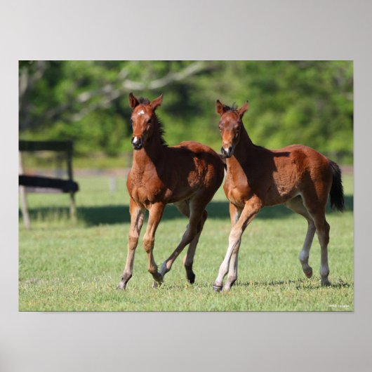 Bob Langrish | Quarter horse Foals Together ポスター (正面)