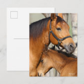 Bob Langrish Quarter Horse Mare and Foal Headshot ポストカード (正面/裏面)