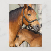 Bob Langrish Quarter Horse Mare and Foal Headshot ポストカード (正面)