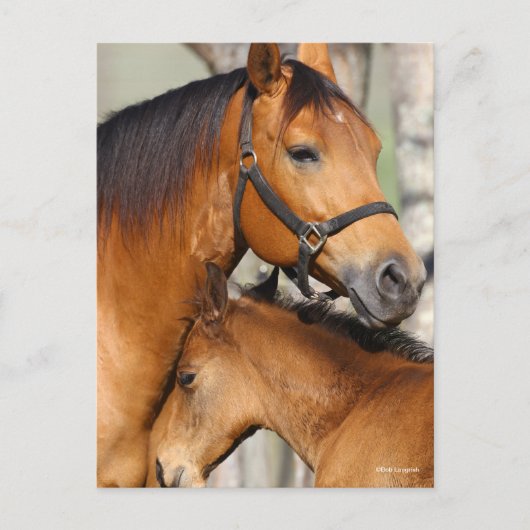 Bob Langrish Quarter Horse Mare and Foal Headshot ポストカード (正面)