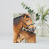 Bob Langrish Quarter Horse Mare and Foal Headshot ポストカード (スタンド正面)