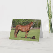 Bob Langrish Quarter Horse Mare and Foal Standing カード (正面)