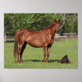 Bob Langrish Quarter Horse Mare and Foal Standing ポスター (正面)