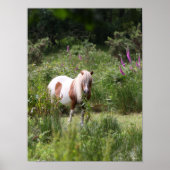 Bob Langrish | Shetland Pony Standing By Flowers ポスター (正面)