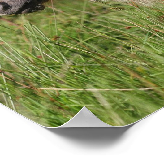 Bob Langrish Shetland Pony Standing in Long Grass ポスター (角)