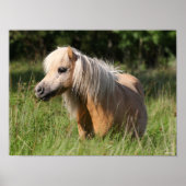 Bob Langrish Shetland Pony Standing in Long Grass ポスター (正面)