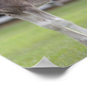 Bob Langrish | Shire Horse Mare and Foal Standing ポスター (角)