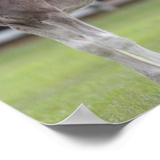 Bob Langrish | Shire Horse Mare and Foal Standing ポスター (角)