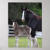 Bob Langrish | Shire Horse Mare and Foal Standing ポスター (正面)