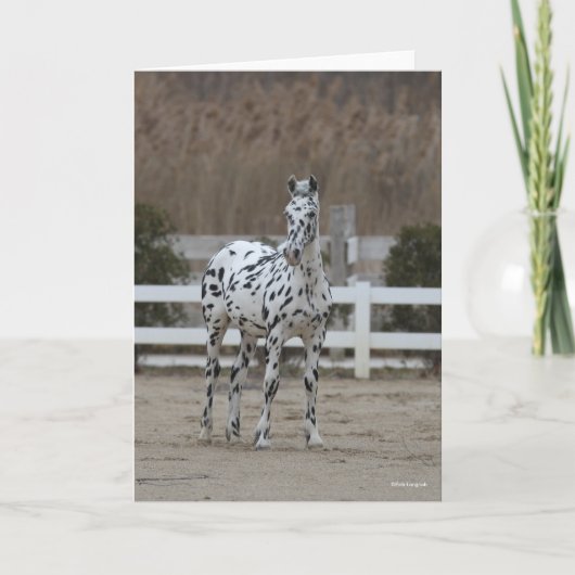 Bob Langrish | Spotty Appaloosa Friesian Standing カード (正面)