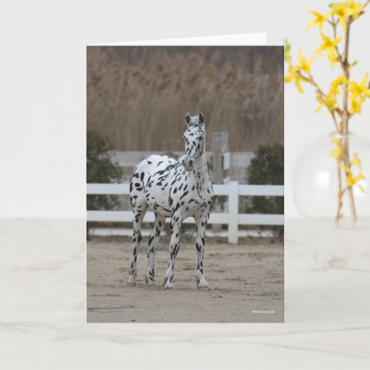 Bob Langrish | Spotty Appaloosa Friesian Standing カード (黄色い花)
