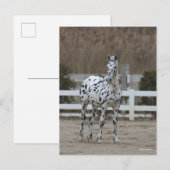 Bob Langrish | Spotty Appaloosa Friesian Standing ポストカード (正面/裏面)