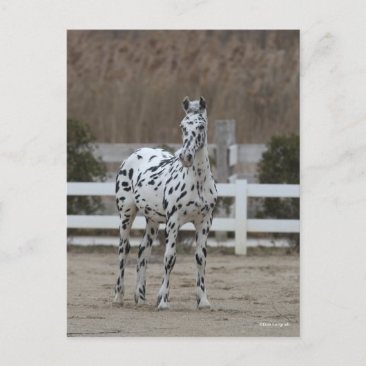 Bob Langrish | Spotty Appaloosa Friesian Standing ポストカード (正面)