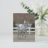 Bob Langrish | Spotty Appaloosa Friesian Standing ポストカード (スタンド正面)