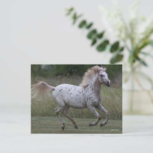Bob Langrish | Spotty Pony Of America Running ポストカード (スタンド正面)