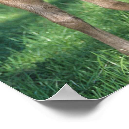 Bob Langrish | Thoroughbred Foal Standing In Field ポスター (角)