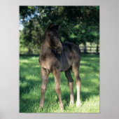 Bob Langrish | Thoroughbred Foal Standing In Field ポスター (正面)