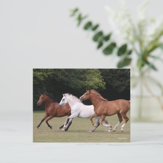 Bob Langrish | Three Arab Horses Running Together ポストカード (スタンド正面)