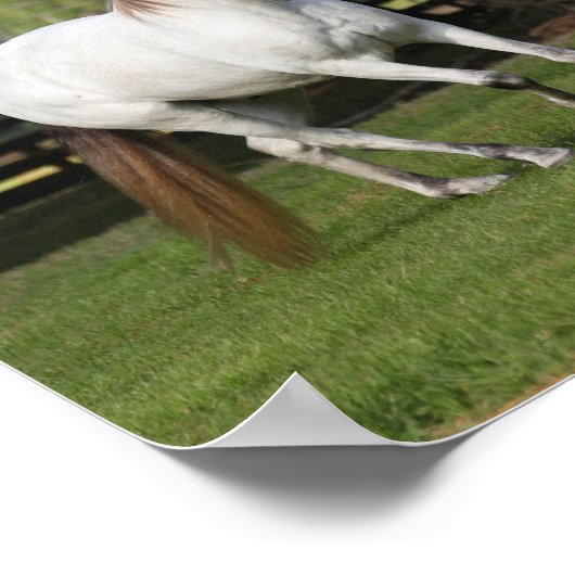 Bob Langrish | Three Grey Andalucians Leaping ポスター (角)