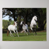 Bob Langrish | Three Grey Andalucians Leaping ポスター (正面)