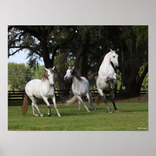 Bob Langrish | Three Grey Andalucians Leaping ポスター (正面)