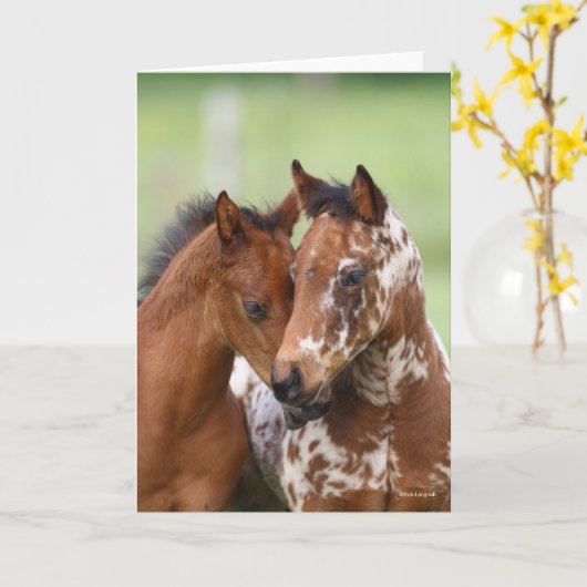 Bob Langrish | Two Appaloosa Foals Meeting カード (黄色い花)