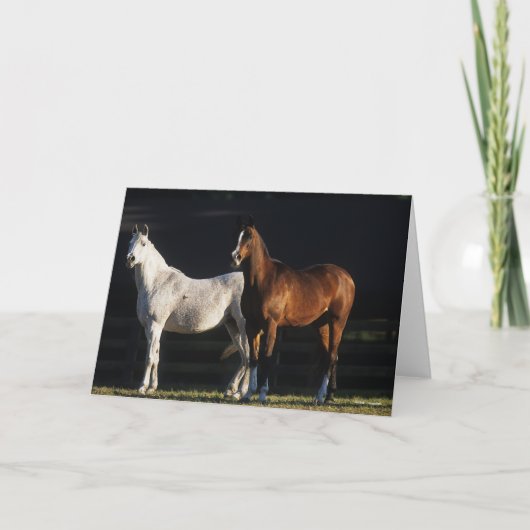 Bob Langrish | Two Arab Mares Standing In Sunlight カード (正面)