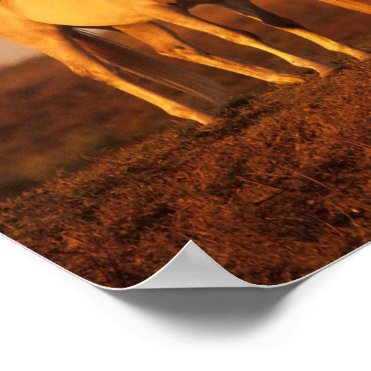 Bob Langrish | Two Grey Arabs Standing at Sunset ポスター (角)