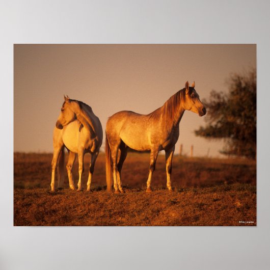 Bob Langrish | Two Grey Arabs Standing at Sunset ポスター (正面)