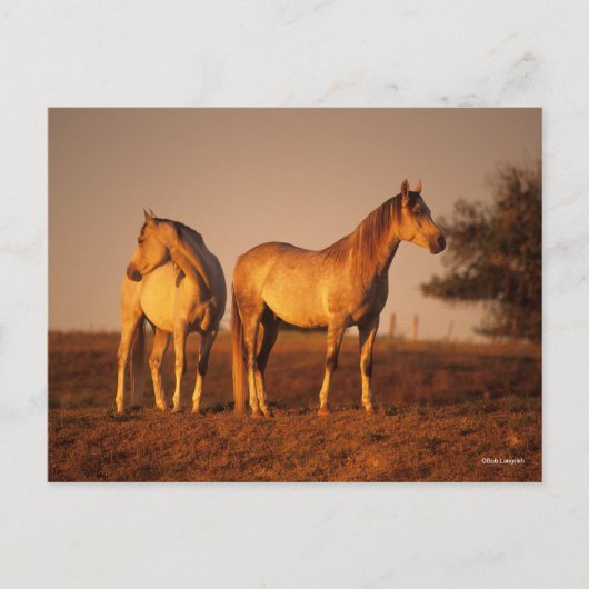 Bob Langrish | Two Grey Arabs Standing at Sunset ポストカード (正面)