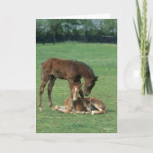 Bob Langrish | Two Morgan Horse Foals Playing カード (正面)