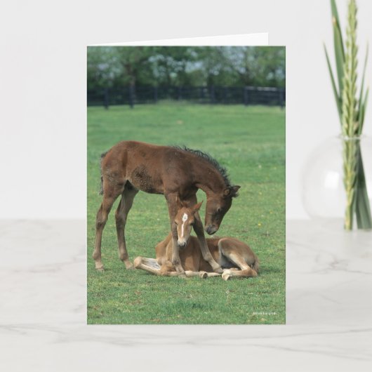 Bob Langrish | Two Morgan Horse Foals Playing カード (正面)