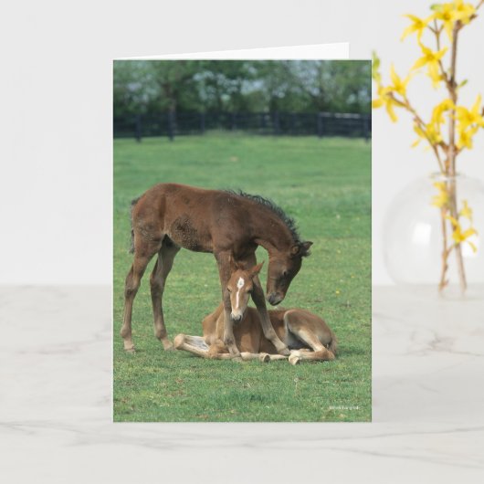 Bob Langrish | Two Morgan Horse Foals Playing カード (黄色い花)