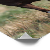 Bob Langrish Two Shetland Ponies Running Together ポスター (角)