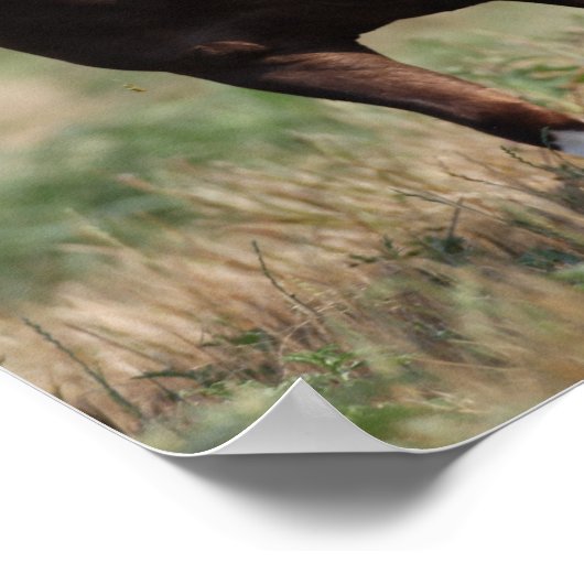 Bob Langrish Two Shetland Ponies Running Together ポスター (角)