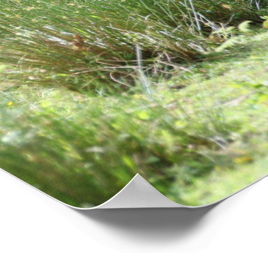 Bob Langrish Two Shetland Ponies Standing Together ポスター (角)