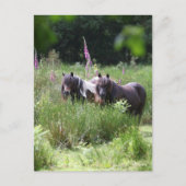 Bob Langrish Two Shetland Ponies Standing Together ポストカード (正面)
