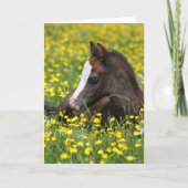 Bob Langrish | Welsh Pony Foal Resting In Flowers カード (正面)