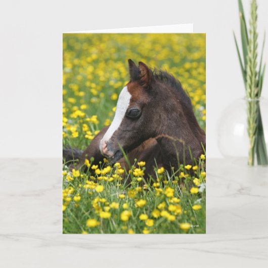 Bob Langrish | Welsh Pony Foal Resting In Flowers カード (正面)
