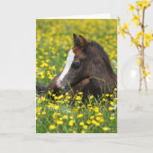 Bob Langrish | Welsh Pony Foal Resting In Flowers カード (黄色い花)
