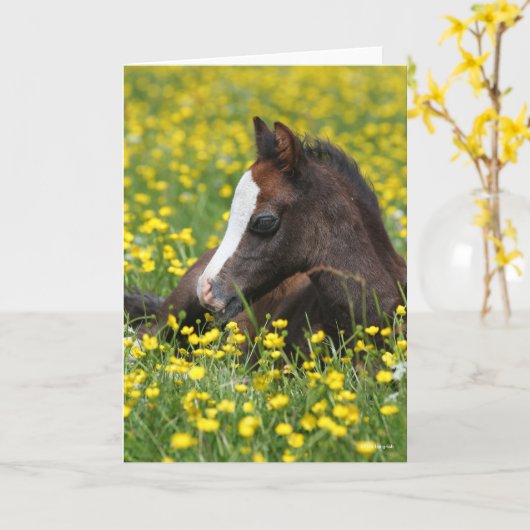 Bob Langrish | Welsh Pony Foal Resting In Flowers カード (黄色い花)