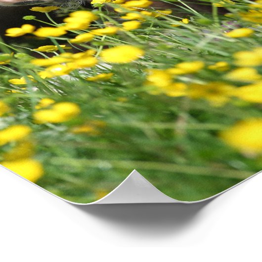 Bob Langrish | Welsh Pony Foal Resting In Flowers ポスター (角)