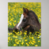 Bob Langrish | Welsh Pony Foal Resting In Flowers ポスター (正面)