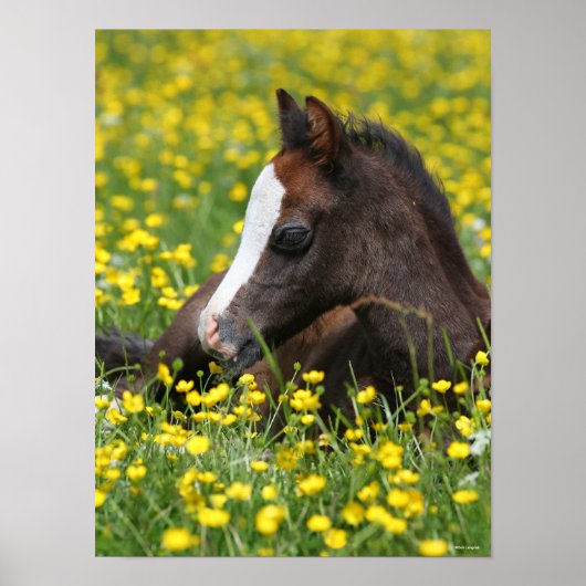 Bob Langrish | Welsh Pony Foal Resting In Flowers ポスター (正面)