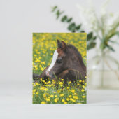 Bob Langrish | Welsh Pony Foal Resting In Flowers ポストカード (スタンド正面)