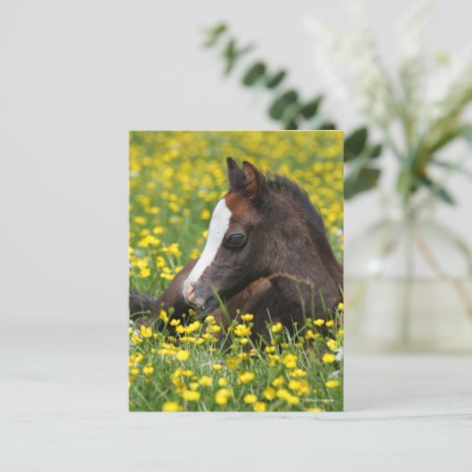 Bob Langrish | Welsh Pony Foal Resting In Flowers ポストカード (スタンド正面)