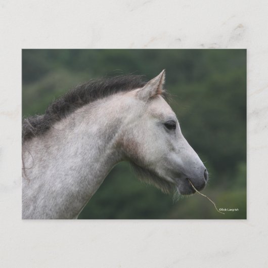 Bob Langrish | Welsh Section A Pony Headshot ポストカード (正面)